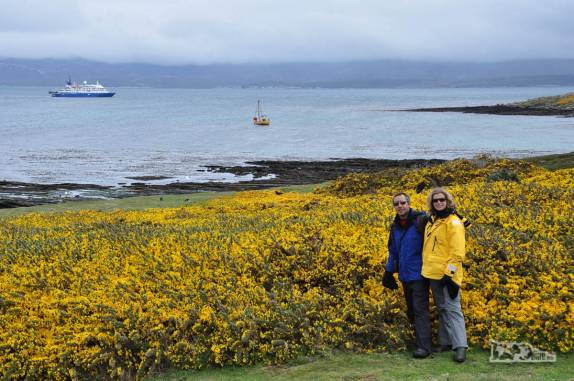 Uma espécie invasora, flores amarelas embelezam a paisagem de Carcass Island, no noroeste das Ilhas Malvinas